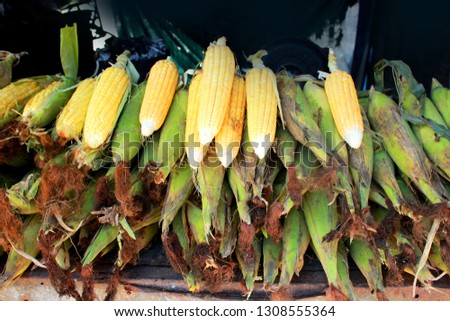 bundle of corn  Royalty-Free Stock Photo #1308555364