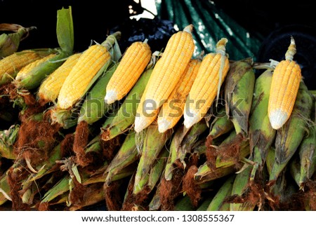 bundle of corn  Royalty-Free Stock Photo #1308555367