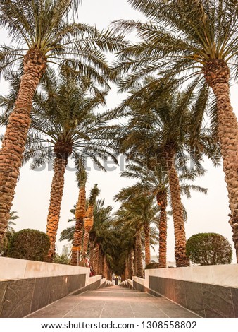 Natural palm trees
