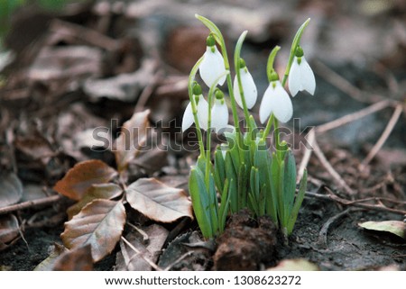 Spring snowdrops hope and purity symbol