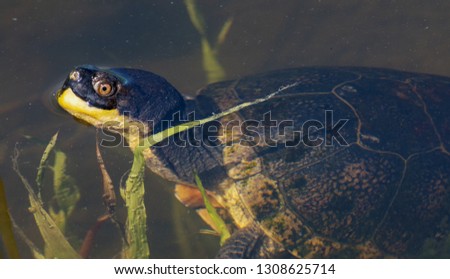 A Blanding's Turtle pokes its head above the water; rest of body is just below the surface.  Brockville, Ontario. Royalty-Free Stock Photo #1308625714