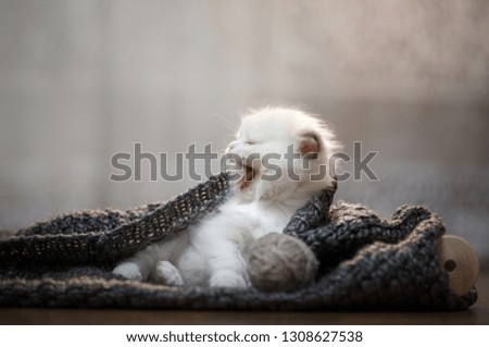 the kitten is sleeping on a scarf. Cute cat at home resting. sweet pet