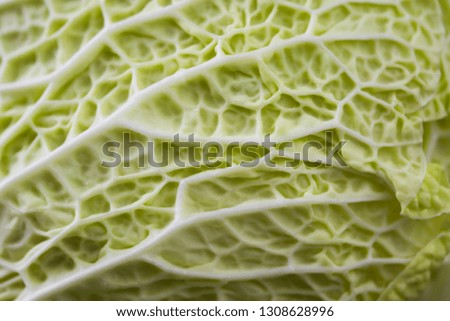 Cabbage leaves close up picture.