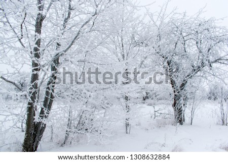 Winter snow trees, New Year's mood. copy space.