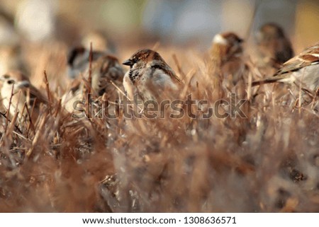 sparrows on bushes for text