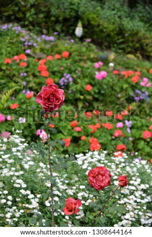 Red roses in the garden Meaning of love, suitable for Valentine's Day and various festivals