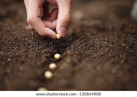 Sow Royalty-Free Stock Photo #130864808
