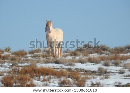 Wild horse standing in the snow-covered desert in northeastern Arizona.
