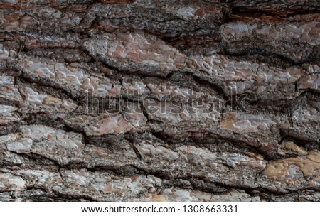 Tree trunk background