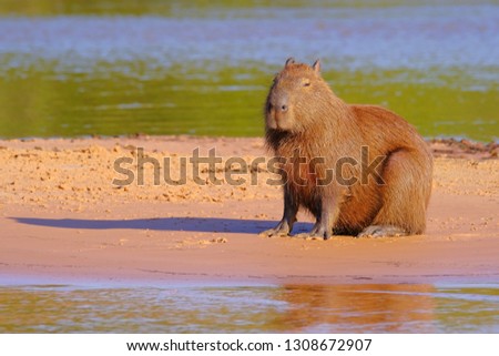Capybara family, Hydrochoerus Hydrochaeris, also called chiguire, chiguiro and carpincho, sitting on a beach on Cuiaba river, Pantanal, Brazil, South America. Largest living rodent in the world.