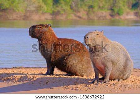Capybara family, Hydrochoerus Hydrochaeris, also called chiguire, chiguiro and carpincho, sitting on a beach on Cuiaba river, Pantanal, Brazil, South America. Largest living rodent in the world.