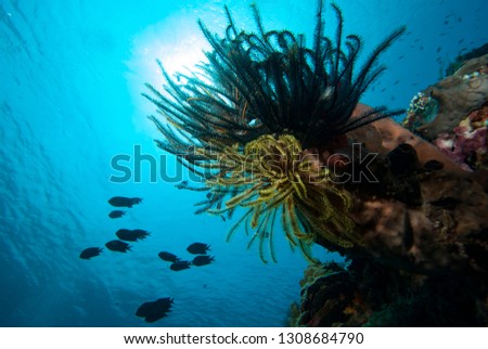 Tropical Coral Reef Underwater Seascape Crinoids feeding