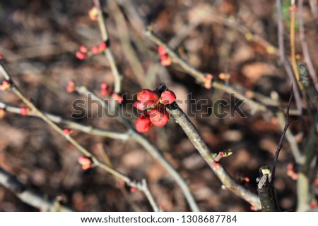 Branches with flower buds of Chaenomeles Japonica, known as Japanese quince or Maule's Quince, in early spring. It is a small deciduous thorny shrub in the family Rosaceae.
