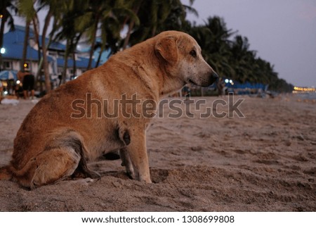 Brown Thai dog looking for something on the beach in evening
