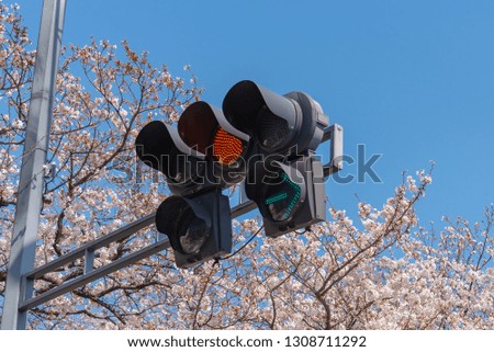 Traffic light with Cherry blossoms