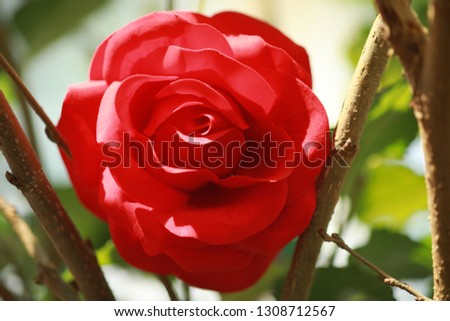 Red rose for background