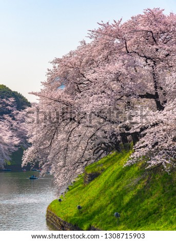 Cherry blossom full bloom in spring season around Tokyo Chidorigafuchi park (northernmost part of Edo Castle). Many visitors to Japan choose to travel in cherry blossom season.