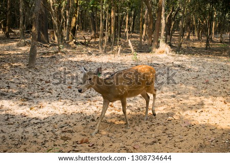 Deer in the jungle in the zoo