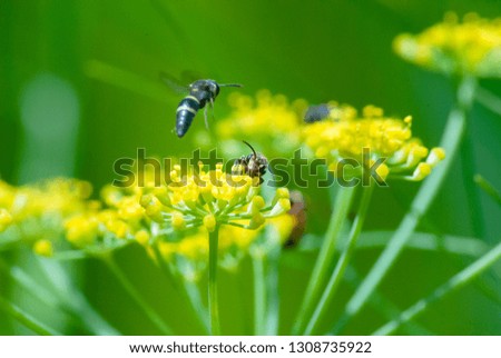 two small bee flying around yellow flower in fields 