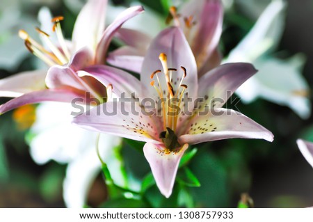 lilly,lilly flower,lilly plant or pink lilly Royalty-Free Stock Photo #1308757933
