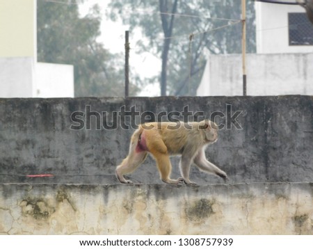 Monkeys in relaxing mood with their families on the roofs