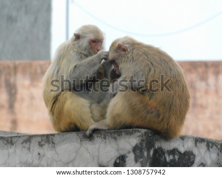 Monkeys in relaxing mood with their families on the roofs