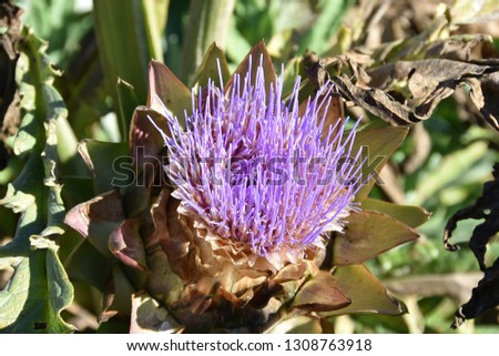A picture of the blooming artichoke