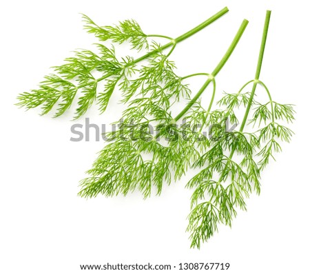 fresh dill herb isolated on white background