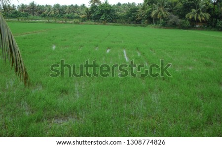 Rice field in India Kerala Kochi