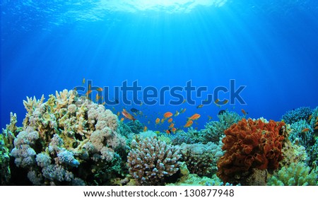Coral Reef Underwater in Ocean