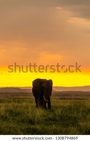 A bull elephant grazing on the green grass with an orange hue of setting sun in the background inside Masai Mara National Reserve during a wildlife safari