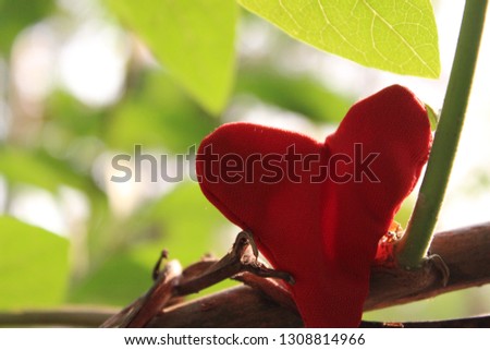 Red hearts on green trees reflect sunlight in the morning