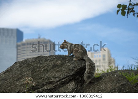 Squirrel sitting on a rocks at Central park in New York on skyscrapers background