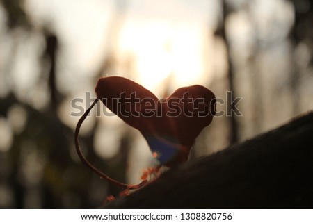 
The shadow of a red heart is made of cloth placed on a tree in the dark, reflecting the golden sunlight in the morning, blurred photography