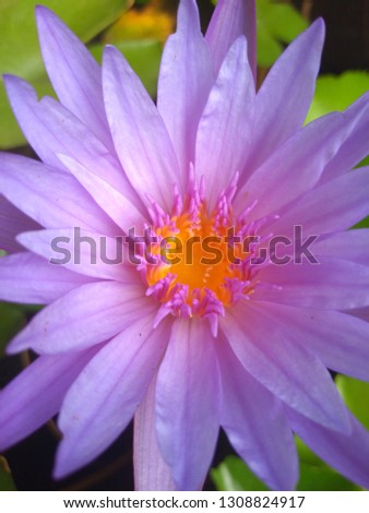 purple lotus in summer Royalty-Free Stock Photo #1308824917