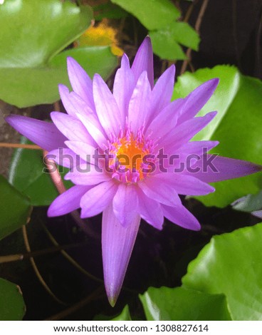 blooming lotus in the morning Royalty-Free Stock Photo #1308827614