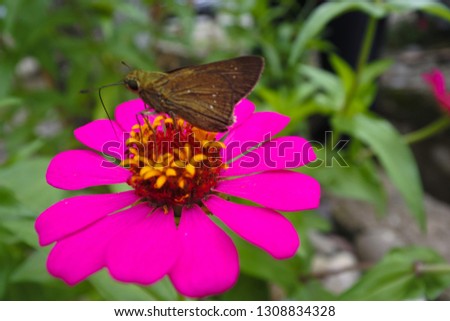 a butterfly perched on a pink flower