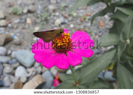 a butterfly perched on a pink flower