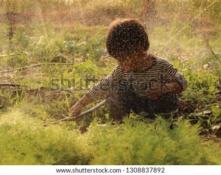 
The little boy is in a vegetable garden with small water droplets reflecting the evening sun, shooting blurred images