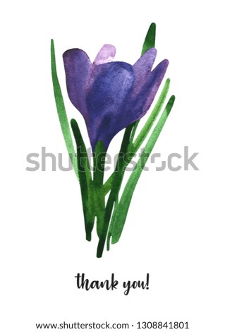 Crocus. illustration flowers. Spring blossoms watercolor painting on white background. Mother Day, wedding, birthday, Easter, Valentine Day. Background for postcards, posters, clothing, web. Pattern.