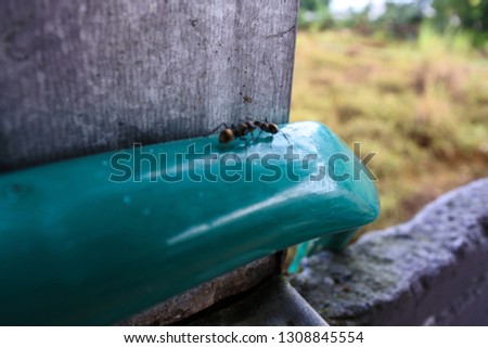 black ants looking for food