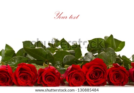 red rose with water drops on a white background
