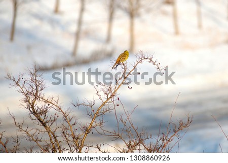 oatmeal bird winter