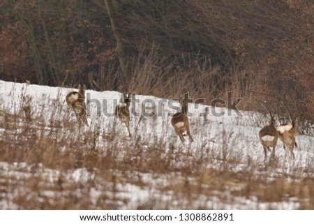 
Roedeer and roe running to hide to the forest in winter 
