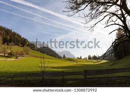 Grazing Cows on a wide meadow in Scheffau a. Wilden Kaiser, Tyrol, Austria