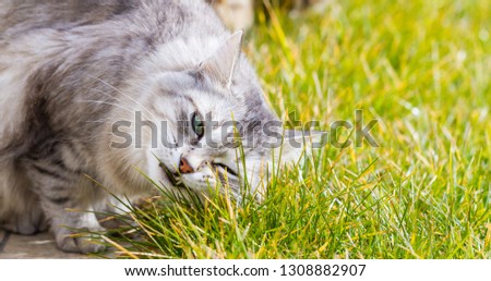 Beautiful long haired pet of siberian cat. Hypoallergenic kitten of livestock in the garden