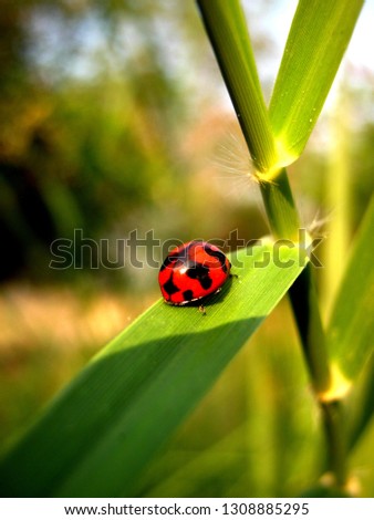 a ladybug or ladybird red and black on the green leaf of grass in the middle of picture as to show how wonderful to live in the healthy environment.				