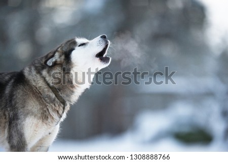 The Alaskan Malamute, an arctic sled dog howling.