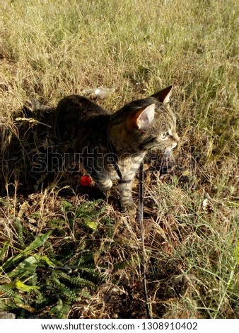 Cat - a hunter walks through the dry grass
