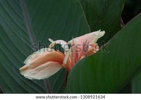 Pastel flower, pink orange stick sprouting among its large green leaves wet by the rain. Macro